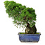 Juniperus chinensis Itoigawa, 26 cm, ± 9 Jahre alt
