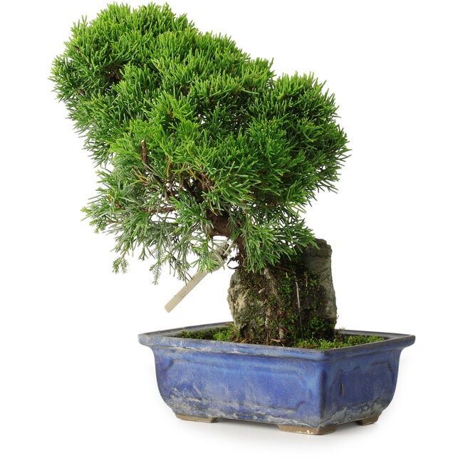 Juniperus chinensis Itoigawa, 26 cm, ± 9 jaar oud