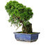 Juniperus chinensis Itoigawa, 26 cm, ± 9 años
