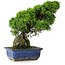 Juniperus chinensis Itoigawa, 26 cm, ± 9 ans