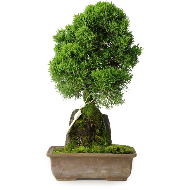 Juniperus chinensis Itoigawa, 33 cm, ± 9 años