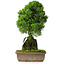 Juniperus chinensis Itoigawa, 33 cm, ± 9 anni