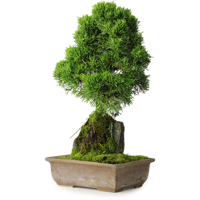 Juniperus chinensis Itoigawa, 33 cm, ± 9 jaar oud