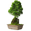Juniperus chinensis Itoigawa, 33 cm, ± 9 ans