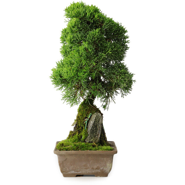 Juniperus chinensis Itoigawa, 33 cm, ± 9 Jahre alt