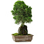 Juniperus chinensis Itoigawa, 33 cm, ± 9 years old