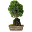 Juniperus chinensis Itoigawa, 33 cm, ± 9 Jahre alt