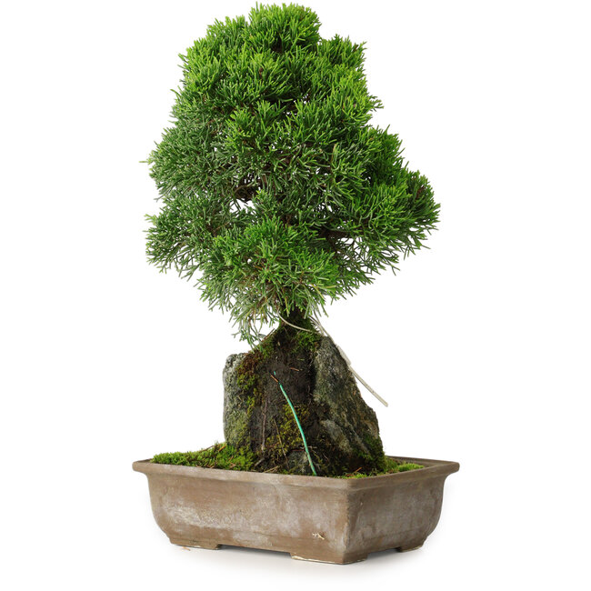 Juniperus chinensis Itoigawa, 33 cm, ± 9 anni
