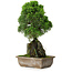 Juniperus chinensis Itoigawa, 33 cm, ± 9 years old