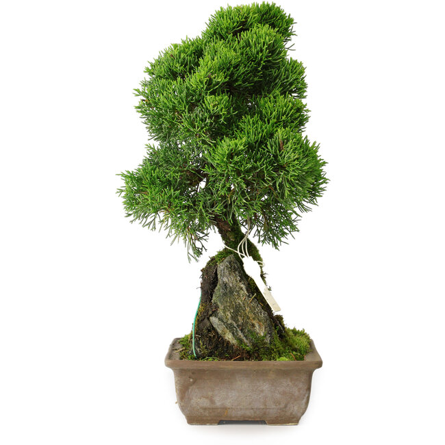 Juniperus chinensis Itoigawa, 33 cm, ± 9 ans
