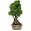 Juniperus chinensis Itoigawa, 33 cm, ± 9 ans