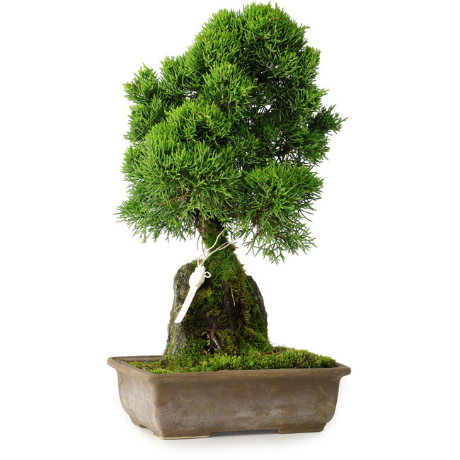 Juniperus chinensis Itoigawa, 33 cm, ± 9 years old