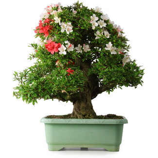 Rhododendron indicum Mine-no-hikari, 67 cm, ± 30 jaar oud