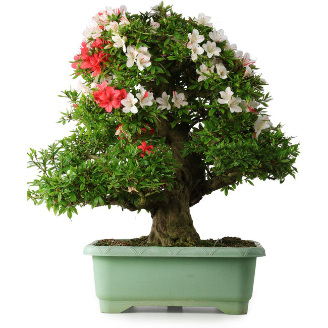 Rhododendron indicum Mine-no-hikari, 67 cm, ± 30 jaar oud, met een nebari van 23 cm
