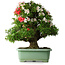 Rhododendron indicum Mine-no-hikari, 67 cm, ± 30 Jahre alt, mit einem Nebari von 23 cm
