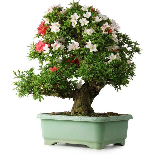 Rhododendron indicum Mine-no-hikari, 67 cm, ± 30 anni, con un nebari di 23 cm