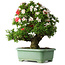 Rhododendron indicum Mine-no-hikari, 67 cm, ± 30 jaar oud, met een nebari van 23 cm