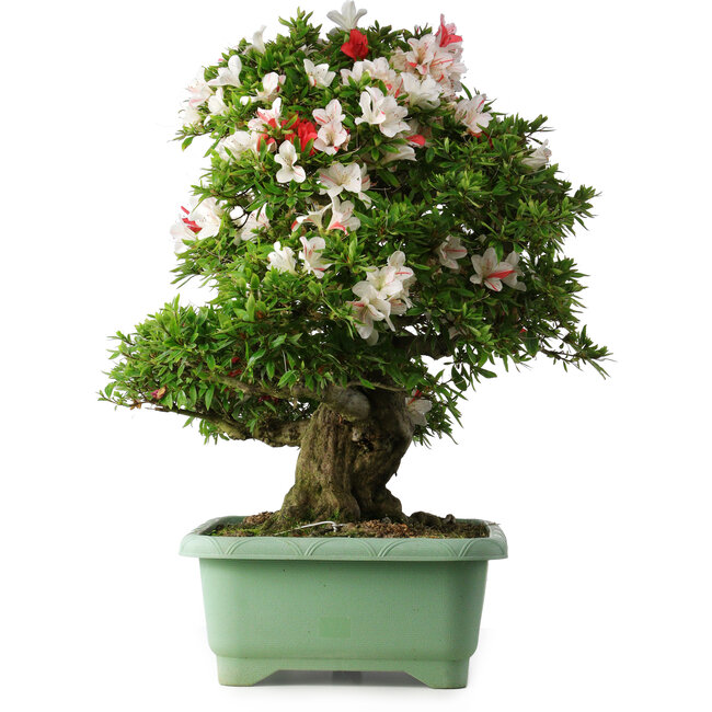 Rhododendron indicum Mine-no-hikari, 67 cm, ± 30 años, con un nebari de 23 cm