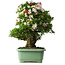 Rhododendron indicum Mine-no-hikari, 67 cm, ± 30 jaar oud, met een nebari van 23 cm
