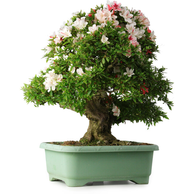 Rhododendron indicum Mine-no-hikari, 67 cm, ± 30 años, con un nebari de 23 cm
