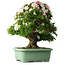 Rhododendron indicum Mine-no-hikari, 67 cm, ± 30 ans, avec un nebari de 23 cm