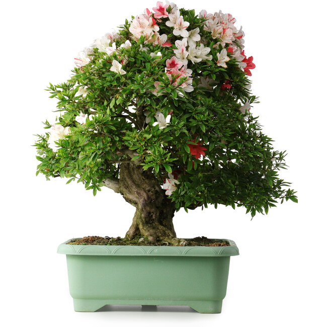 Rhododendron indicum Mine-no-hikari, 67 cm, ± 30 Jahre alt, mit einem Nebari von 23 cm