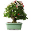 Rhododendron indicum Mine-no-hikari, 67 cm, ± 30 jaar oud, met een nebari van 23 cm