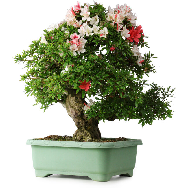 Rhododendron indicum Mine-no-hikari, 67 cm, ± 30 Jahre alt, mit einem Nebari von 23 cm