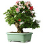 Rhododendron indicum Mine-no-hikari, 67 cm, ± 30 years old, with a nebari of 23 cm