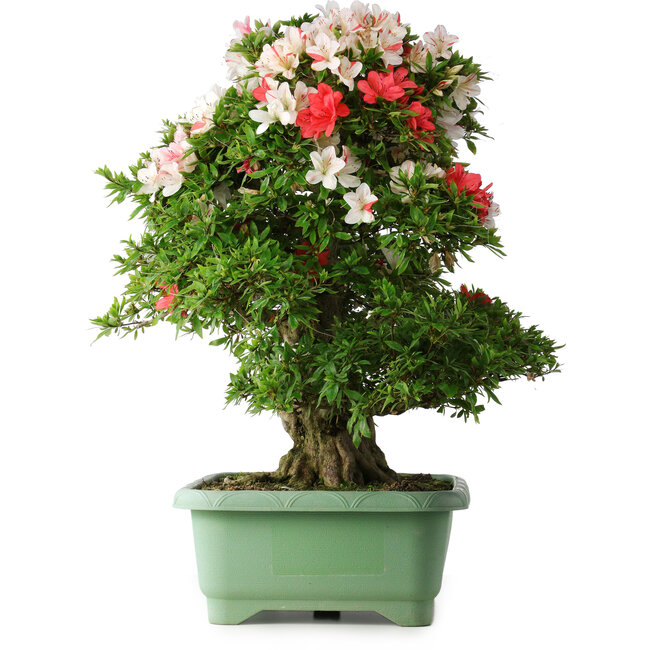 Rhododendron indicum Mine-no-hikari, 67 cm, ± 30 años, con un nebari de 23 cm