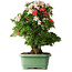 Rhododendron indicum Mine-no-hikari, 67 cm, ± 30 jaar oud, met een nebari van 23 cm