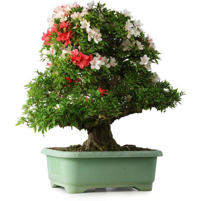 Rhododendron indicum Mine-no-hikari, 67 cm, ± 30 years old, with a nebari of 23 cm