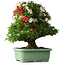 Rhododendron indicum Mine-no-hikari, 67 cm, ± 30 jaar oud, met een nebari van 23 cm