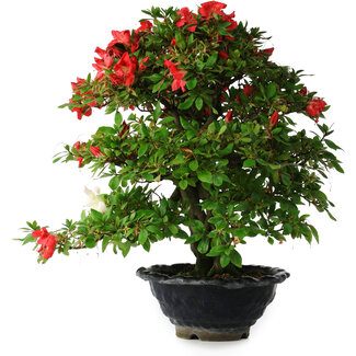 Rhododendron indicum Koyo, 45 cm, ± 25 jaar oud