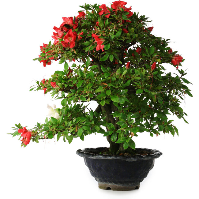 Rhododendron indicum Koyo, 45 cm, ± 25 jaar oud