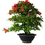 Rhododendron indicum Koyo, 45 cm, ± 25 jaar oud
