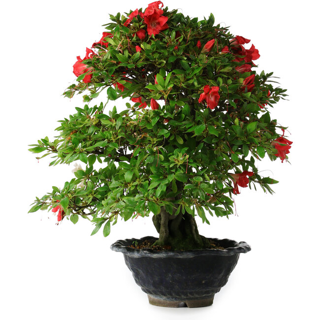 Rhododendron indicum Koyo, 45 cm, ± 25 jaar oud
