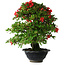 Rhododendron indicum Koyo, 45 cm, ± 25 jaar oud