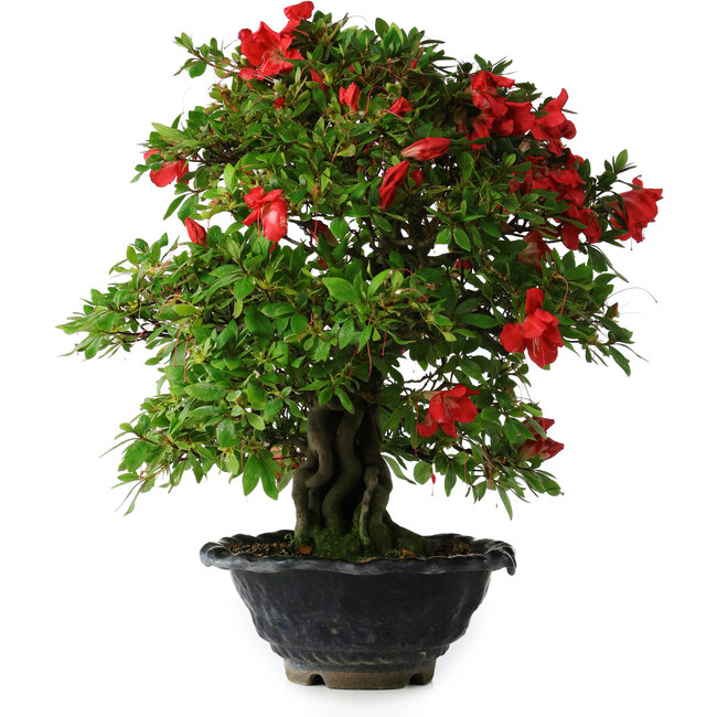 Rhododendron indicum Koyo, 45 cm, ± 25 anni