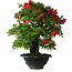 Rhododendron indicum Koyo, 45 cm, ± 25 jaar oud