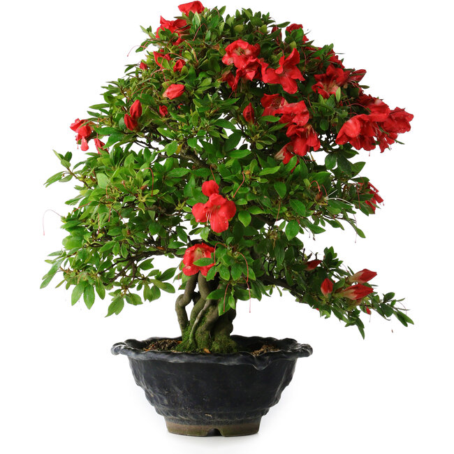 Rhododendron indicum Koyo, 45 cm, ± 25 anni