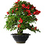 Rhododendron indicum Koyo, 45 cm, ± 25 jaar oud