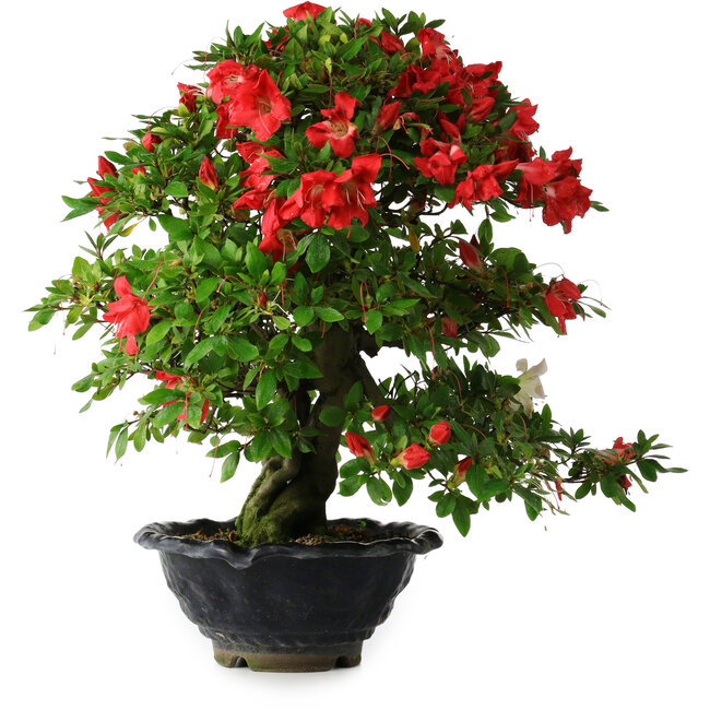 Rhododendron indicum Koyo, 45 cm, ± 25 years old