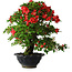 Rhododendron indicum Koyo, 45 cm, ± 25 jaar oud