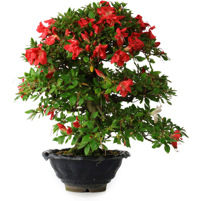 Rododendro indicum Koyo, 45 cm, ± 25 años