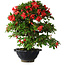 Rhododendron indicum Koyo, 45 cm, ± 25 years old