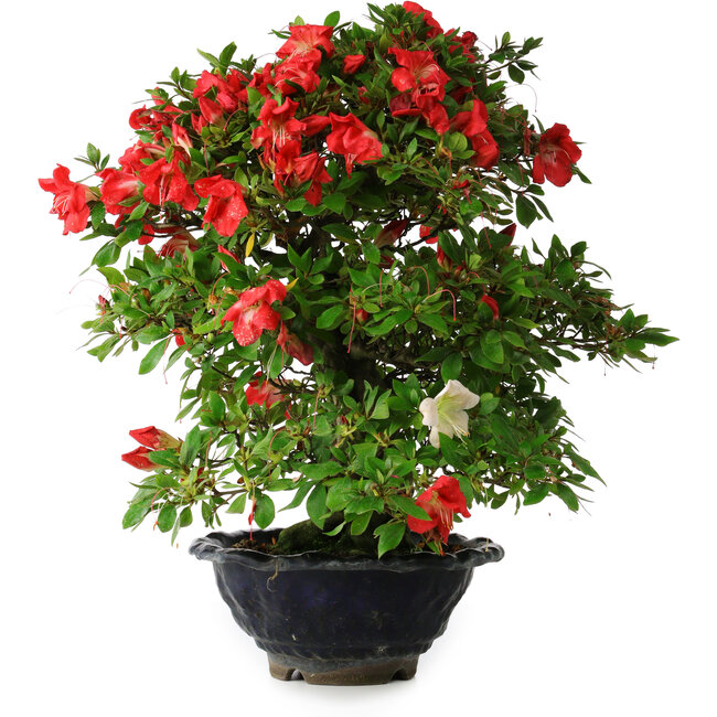 Rhododendron indicum Koyo, 45 cm, ± 25 years old