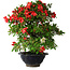 Rhododendron indicum Koyo, 45 cm, ± 25 jaar oud