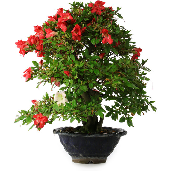 Rhododendron indicum Koyo, 45 cm, ± 25 years old