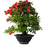 Rhododendron indicum Koyo, 45 cm, ± 25 jaar oud